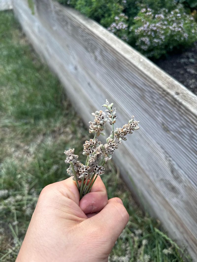 Remove Spent Flower Stems Now