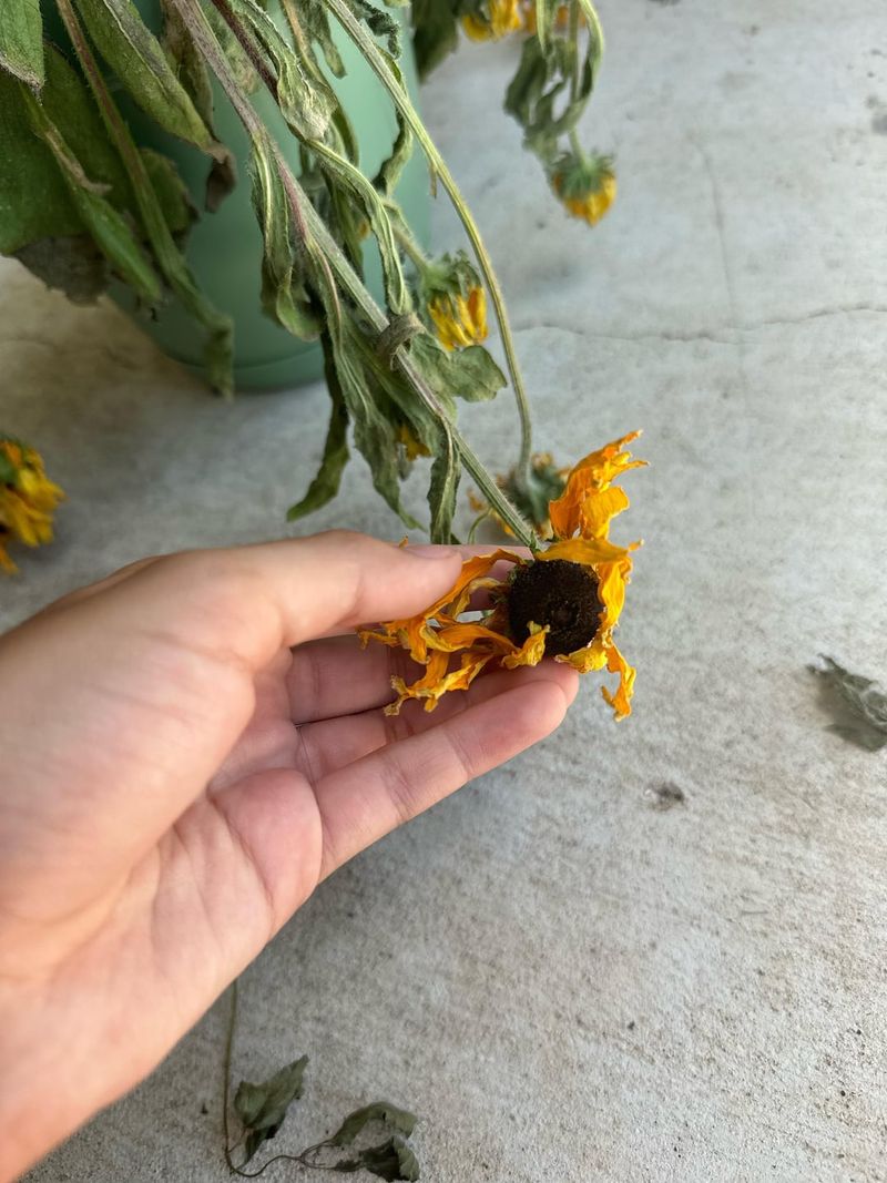 Remove Spent Flowers Before The Plant Shifts Its Energy Remove Spent Flowers Before The Plant Shifts Its Energy