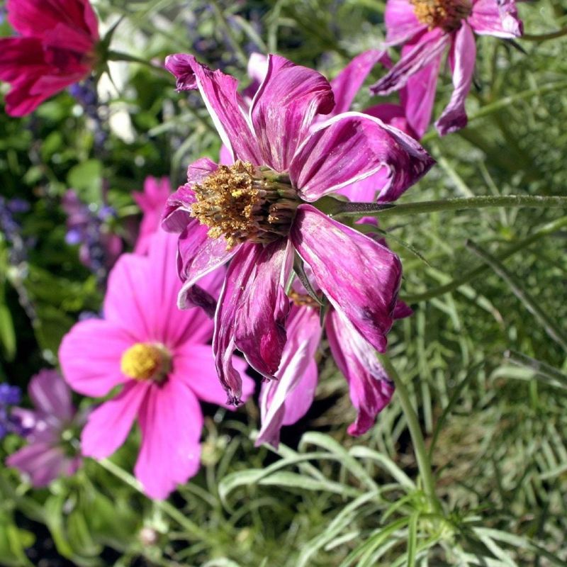 Remove Spent Flowers To Encourage New Buds Remove Spent Flowers To Encourage New Buds