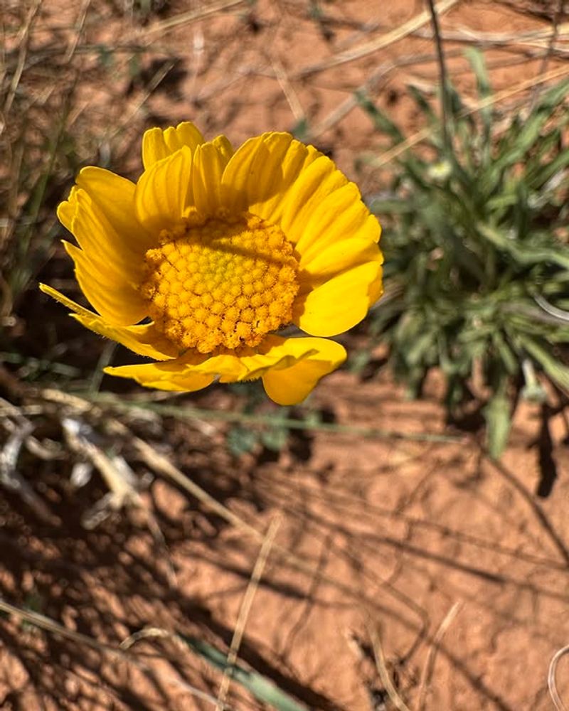 Remove Spent Flowers To Keep Blooms Coming