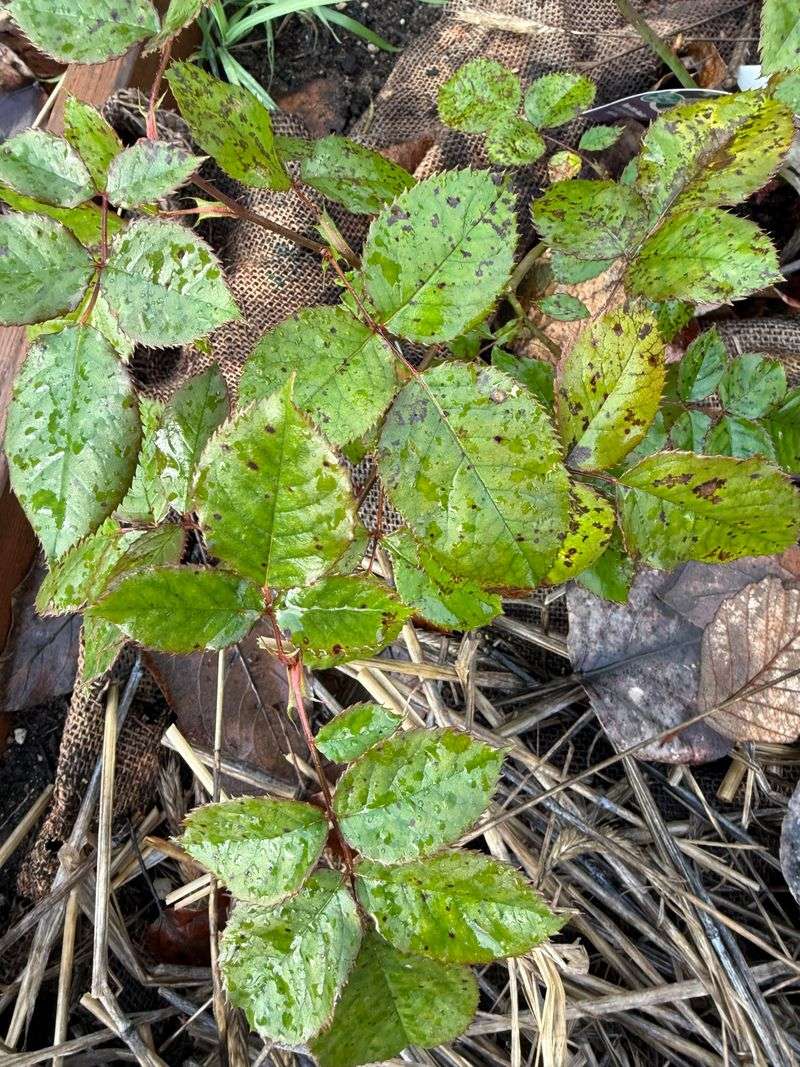 Remove Spotted Leaves Before They Feed The Cycle Remove Spotted Leaves Before They Feed The Cycle