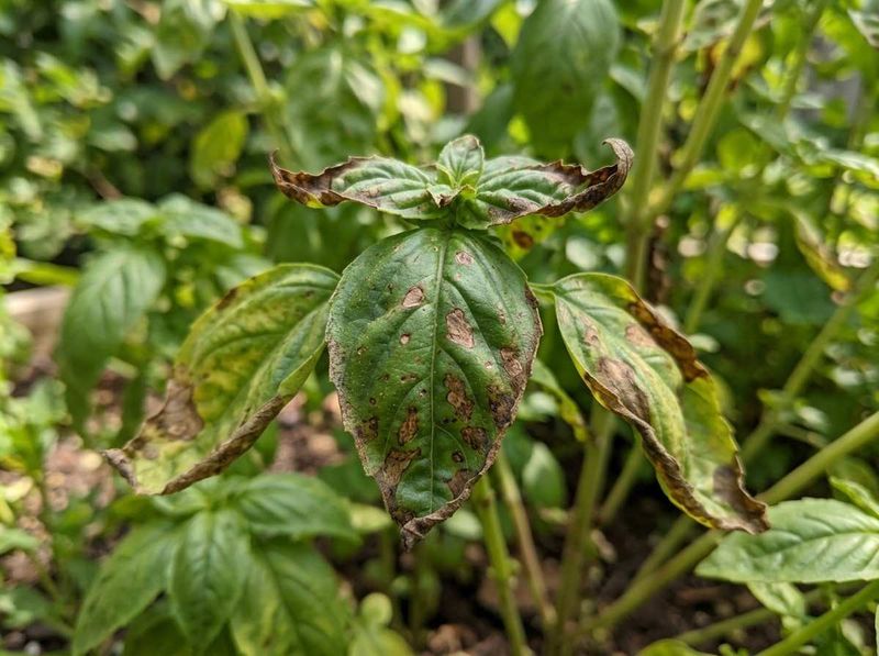 Remove Spotted Leaves Fast