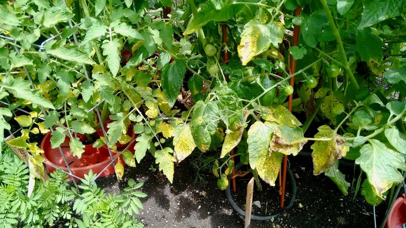 Remove Spotted Lower Leaves Before Blight Climbs Remove Spotted Lower Leaves Before Blight Climbs