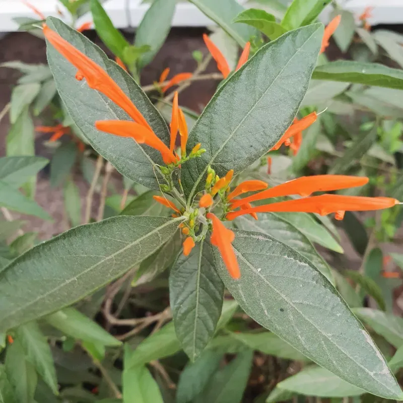 Remove Stems That Cross Or Crowd Together
