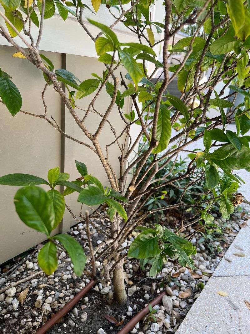 Remove Stray Branches Without Thinning Too Much