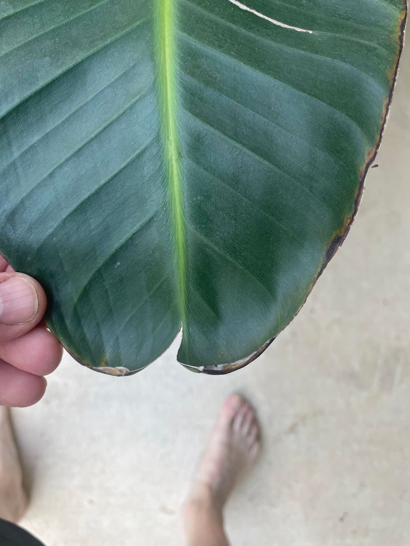 Remove Tattered Leaves The Right Way