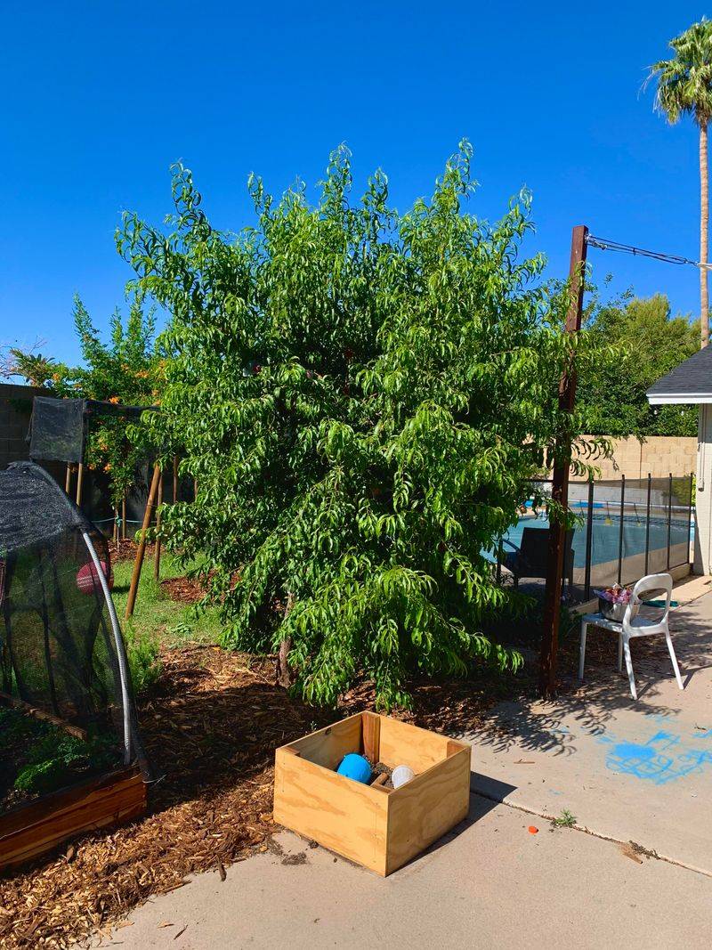 Remove Temporary Shade When Heat Eases Remove Temporary Shade When Heat Eases