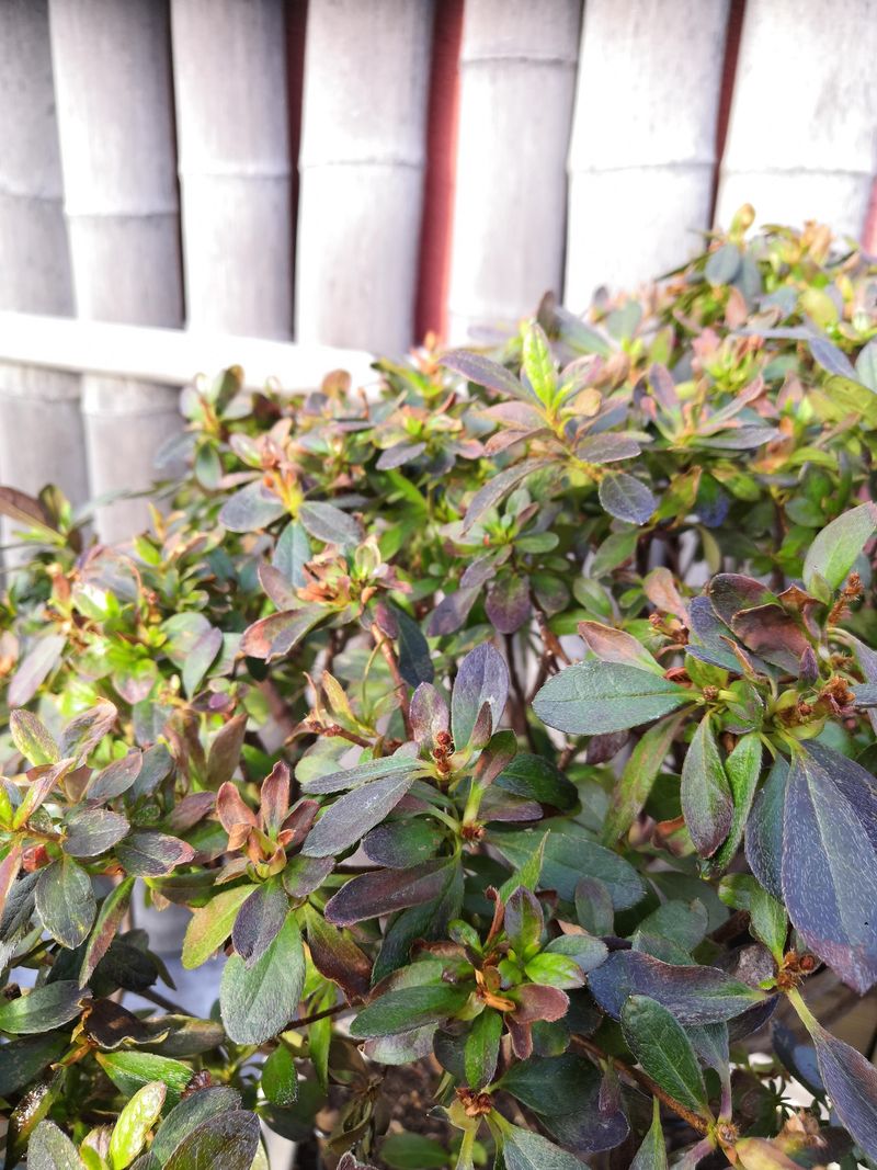 Remove The Mold From Azalea Leaves Remove The Mold From Azalea Leaves