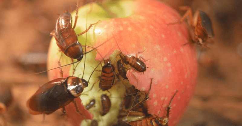 Remove The Roach Buffet At The Same Time Remove The Roach Buffet At The Same Time