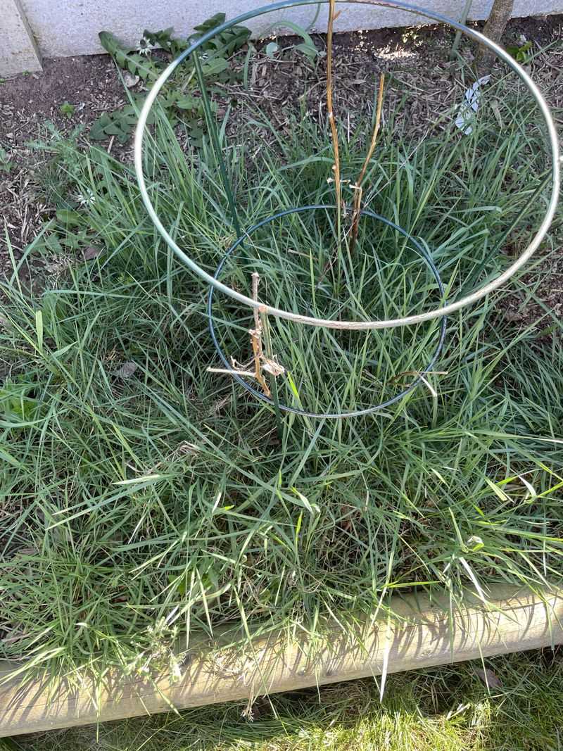 Remove The Whole Root Clump Remove The Whole Root Clump