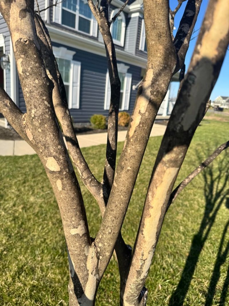 Remove The Worst Infested Branches First