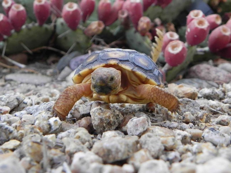 Remove Trash And Debris That Can Trap Wildlife Remove Trash And Debris That Can Trap Wildlife