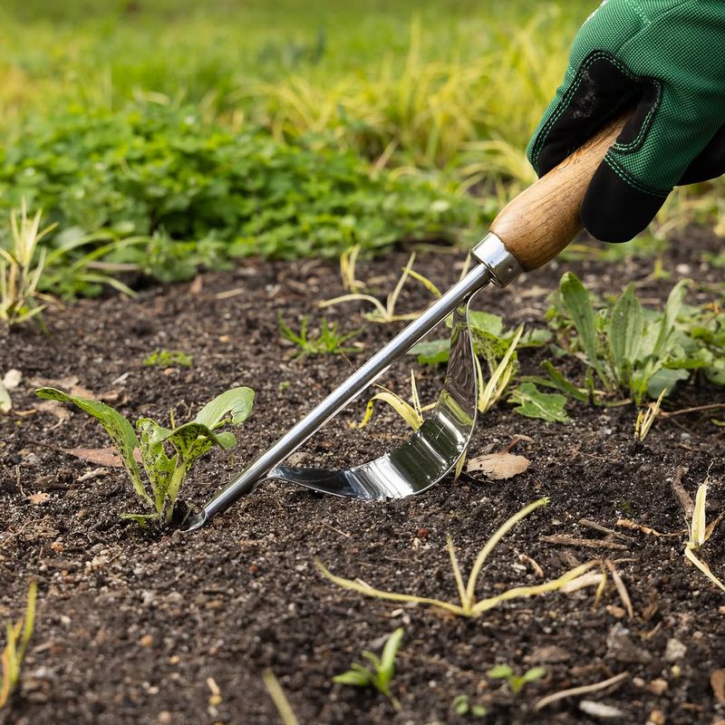 Remove Weeds By Hand Near Young Trees Remove Weeds By Hand Near Young Trees