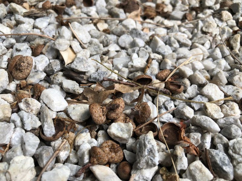 Remove Windblown Leaves And Soil Before They Build Up