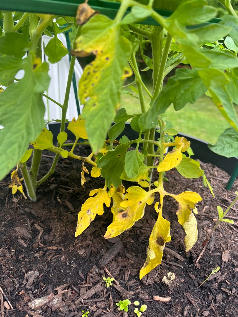 Remove Yellow Leaves That Are No Longer Productive
