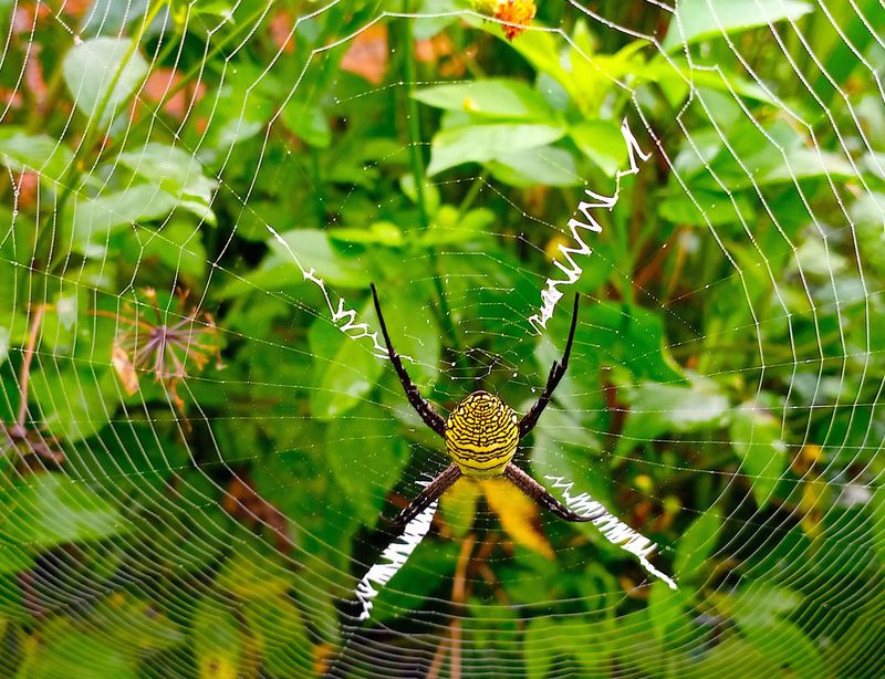Removing A Web Just Means The Spider Rebuilds It Removing A Web Just Means The Spider Rebuilds It