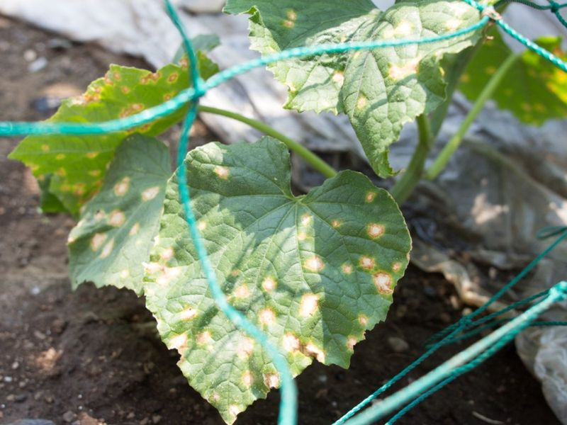 Removing Affected Leaves May Have Limited Value Removing Affected Leaves May Have Limited Value