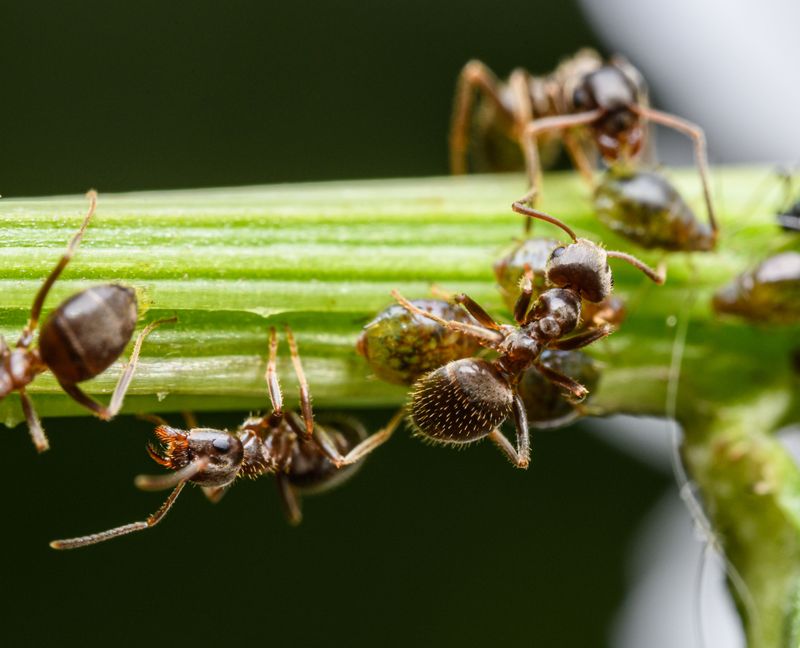Removing Ants Before Cutting Is Not Necessary