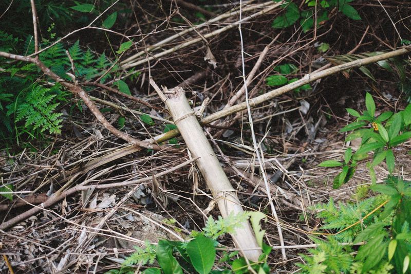 Removing Bamboo That Has Already Spread