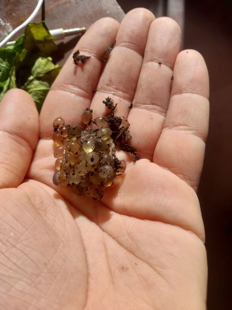 Removing Eggs Before They Hatch