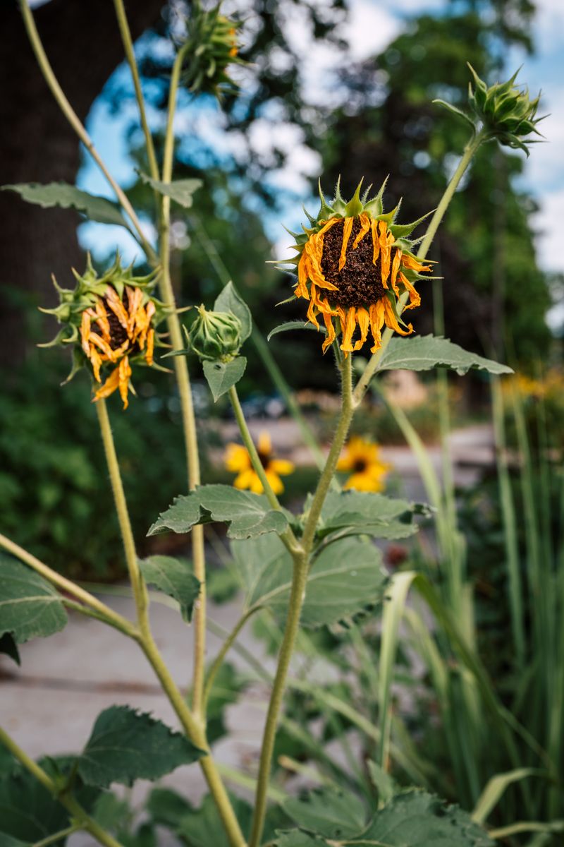 Removing Faded Blooms Pushes Branching Varieties To Produce New Flowers Removing Faded Blooms Pushes Branching Varieties To Produce New Flowers