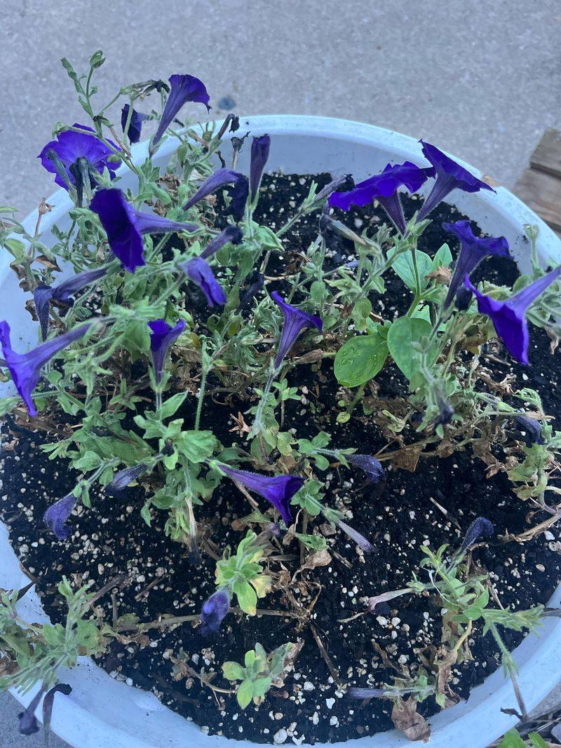 Removing Faded Flowers To Keep Them Blooming