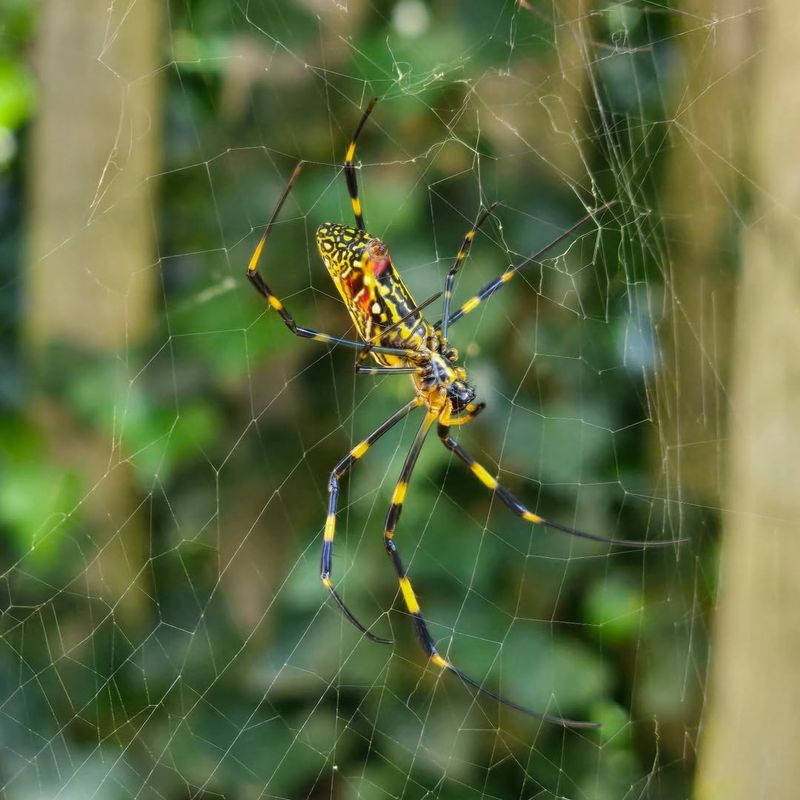 Removing Fresh Webs Discourages Return