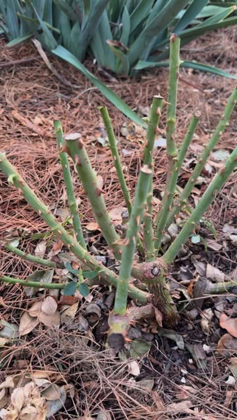Removing Heat-Damaged Growth Redirects Energy Into Healthy Shoots Removing Heat-Damaged Growth Redirects Energy Into Healthy Shoots
