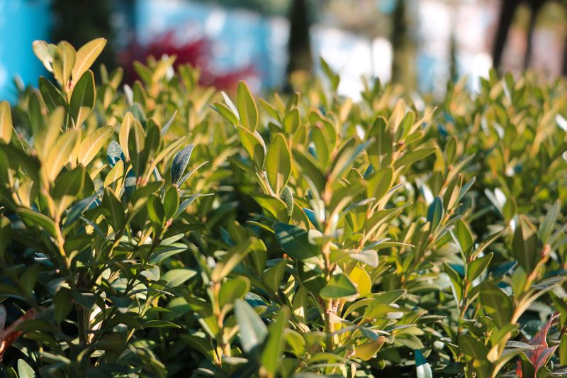 Removing Invasive Shrubs Opens Room For Native Cover Removing Invasive Shrubs Opens Room For Native Cover