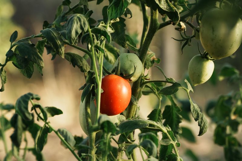 Removing Leaves Exposes Fruit To Sunscald Within Hours