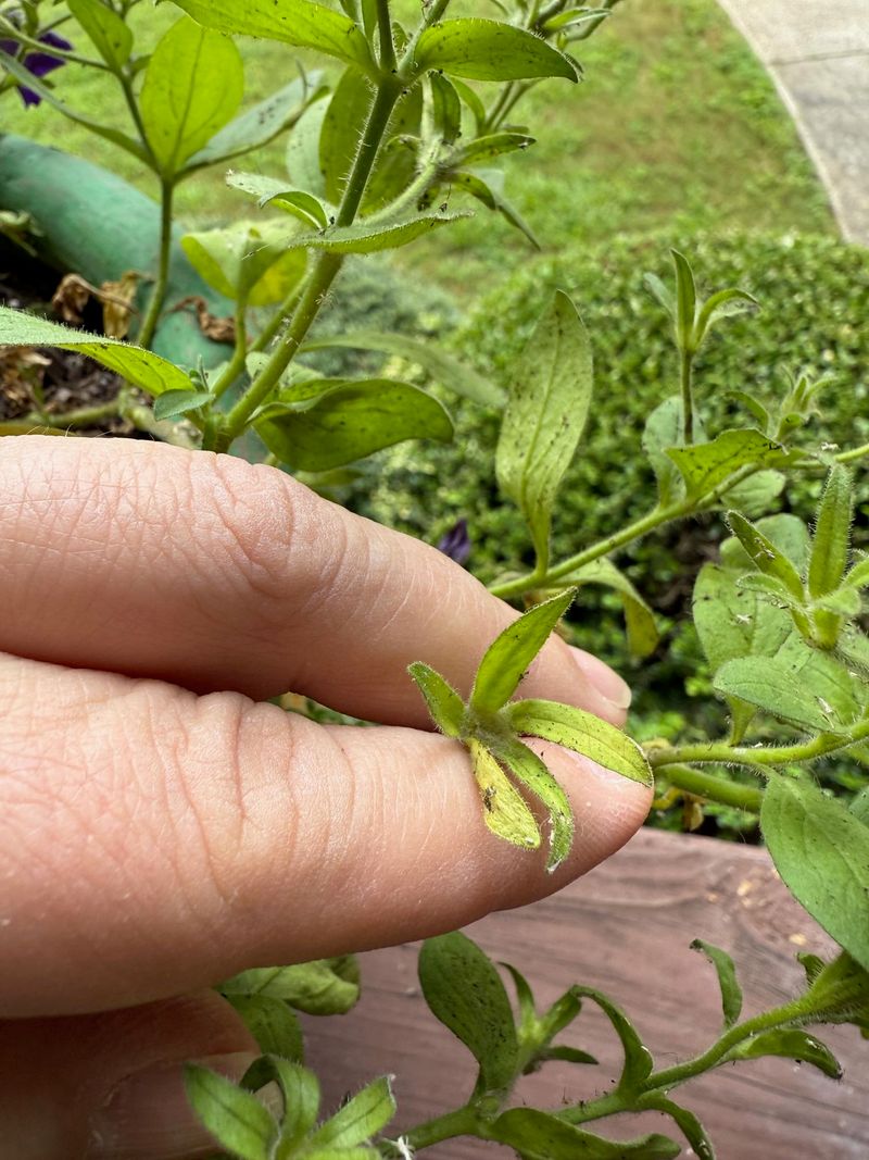Removing Spent Blooms Encourages New Growth Removing Spent Blooms Encourages New Growth