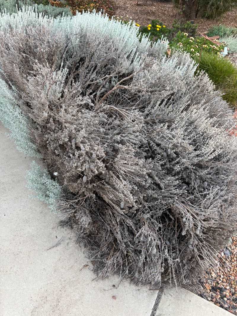 Removing Spent Blooms Prevents Floppy Growth