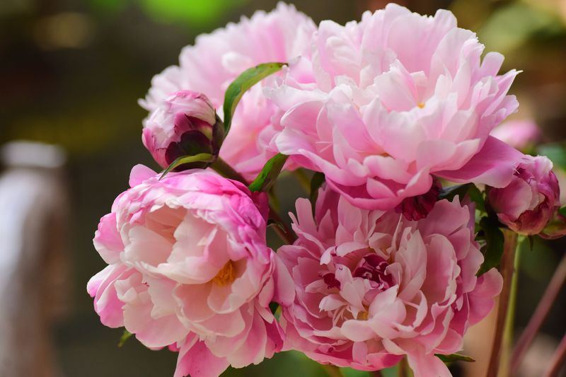 Removing Spent Blooms Redirects Energy To The Roots Removing Spent Blooms Redirects Energy To The Roots