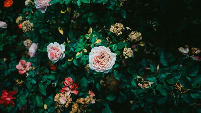 Removing Spent Blooms Sets Up Fall Flowers Removing Spent Blooms Sets Up Fall Flowers
