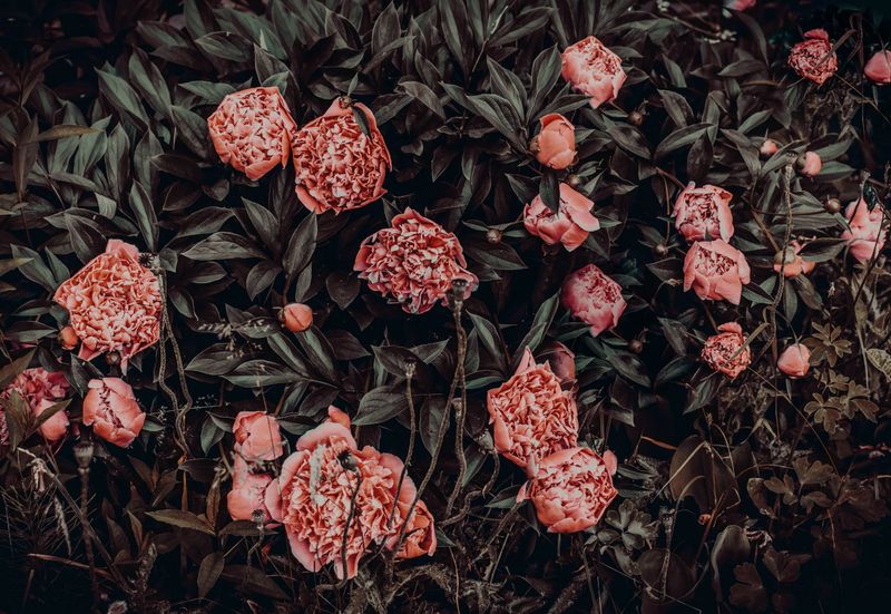 Removing Spent Flower Heads Prevents Seed Pod Formation Removing Spent Flower Heads Prevents Seed Pod Formation