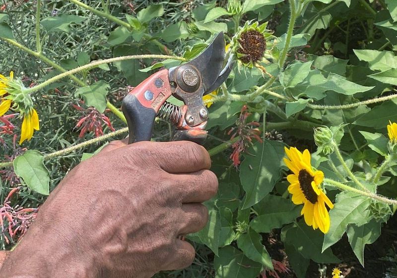 Removing Spent Flowers Can Improve The Remaining Display Removing Spent Flowers Can Improve The Remaining Display