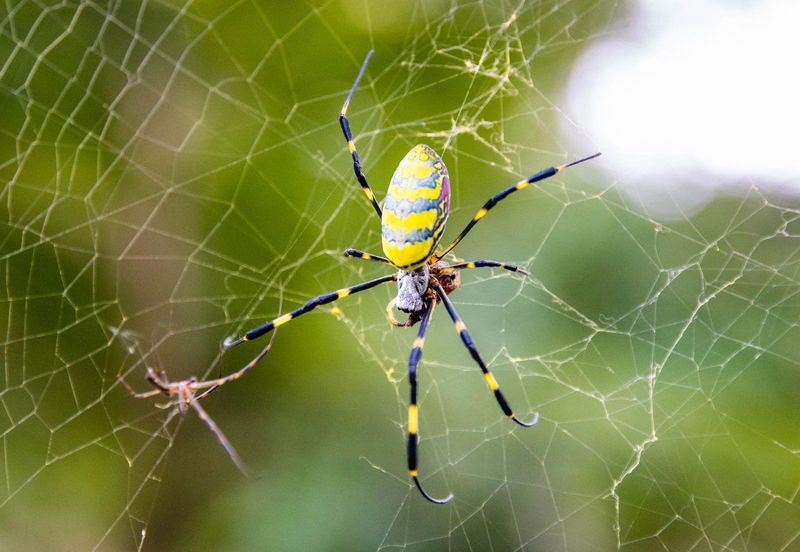 Removing The Spider Before Identifying It Removing The Spider Before Identifying It