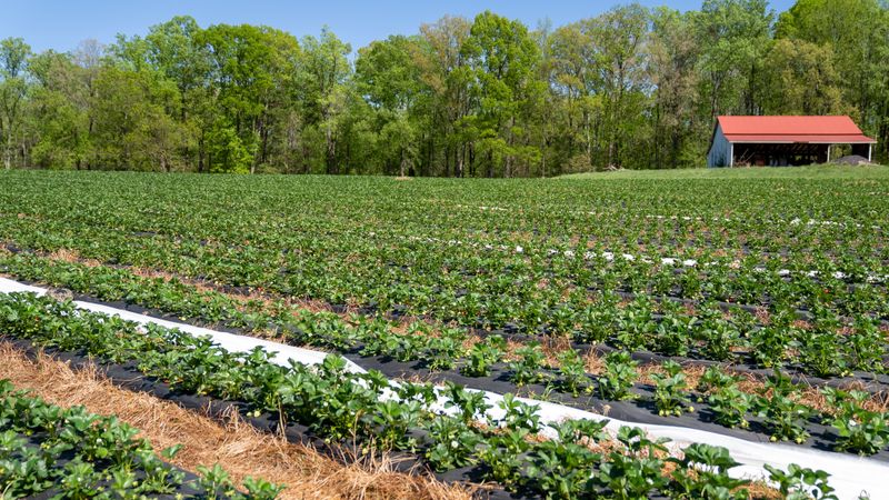 Renovate Your June-Bearing Strawberry Patch Right After The Harvest Ends