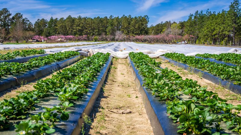 Renovated Beds Support Better Yields