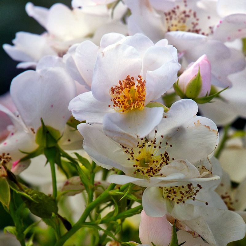 Repeat Blooming Shrub Roses Repeat Blooming Shrub Roses