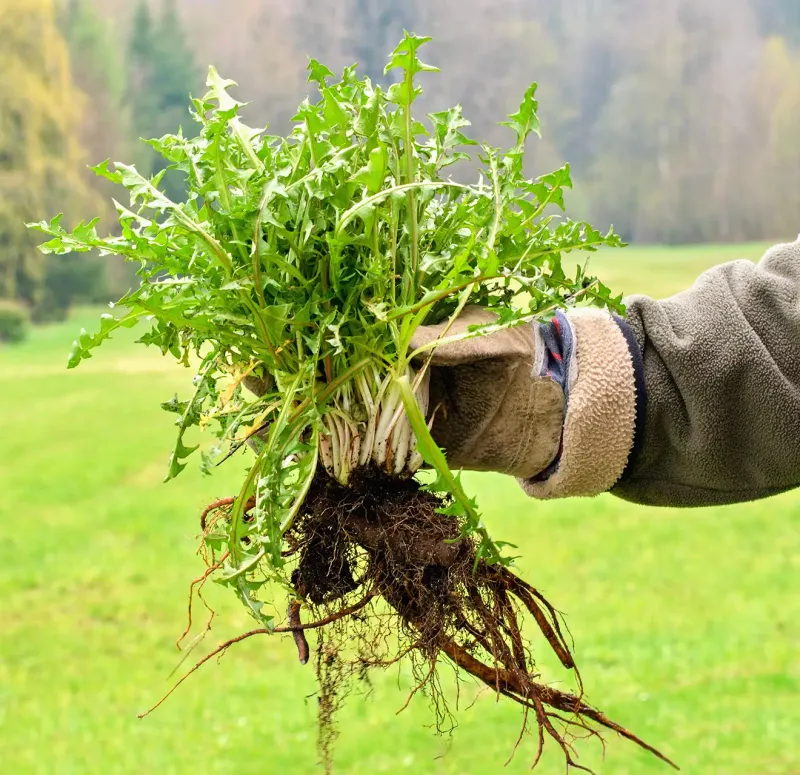 Repeat Small Cleanups Before Weeds Spread Repeat Small Cleanups Before Weeds Spread