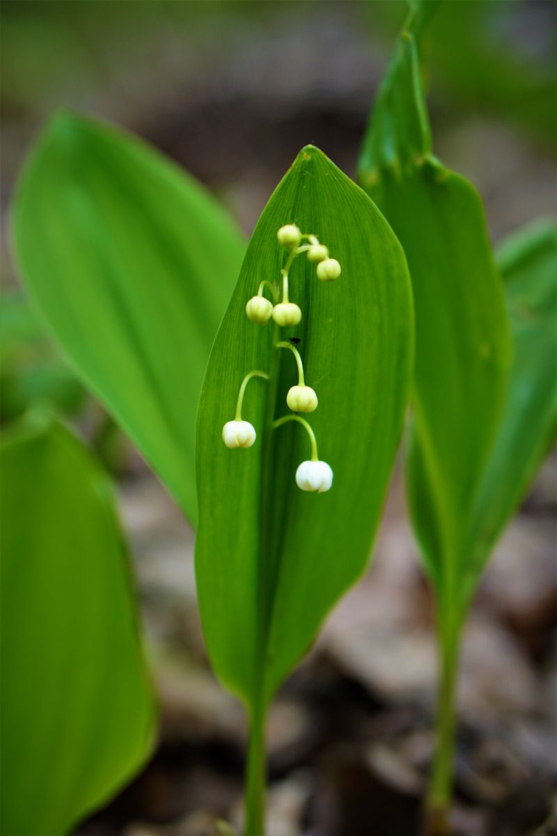 Repeat Treatment For Several Growing Seasons