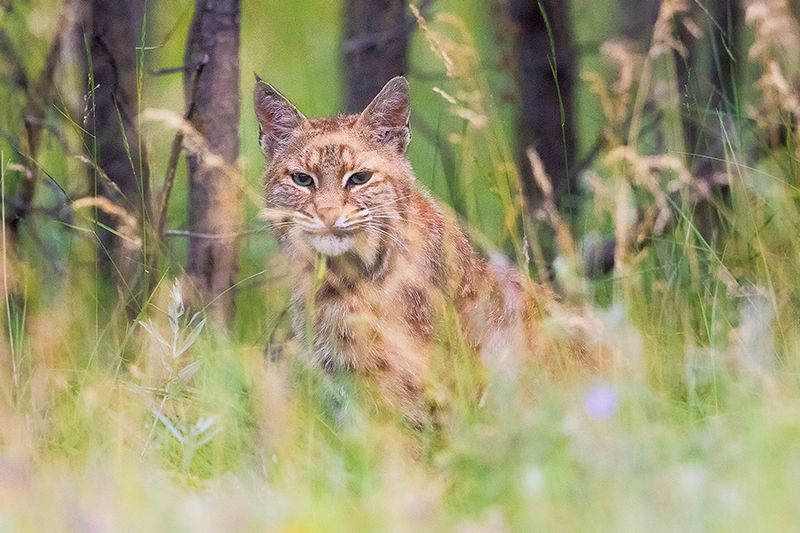 Repeated Bold Behavior Means Attractants Should Be Removed