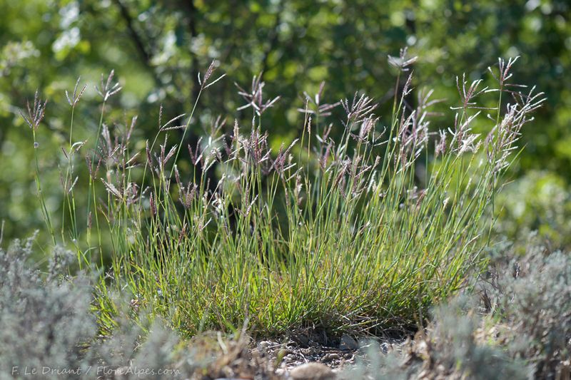Repeated Management Gives Natives A Better Chance Repeated Management Gives Natives A Better Chance