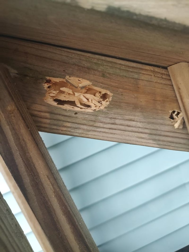 Repeated Pecking May Point To A House Problem