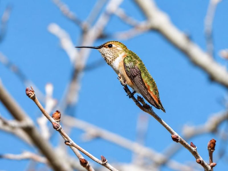 Repeated Sightings May Be One Territorial Bird, Not A Large Flock Repeated Sightings May Be One Territorial Bird, Not A Large Flock