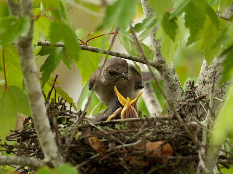 Repeated Songs Can Signal Nesting Season