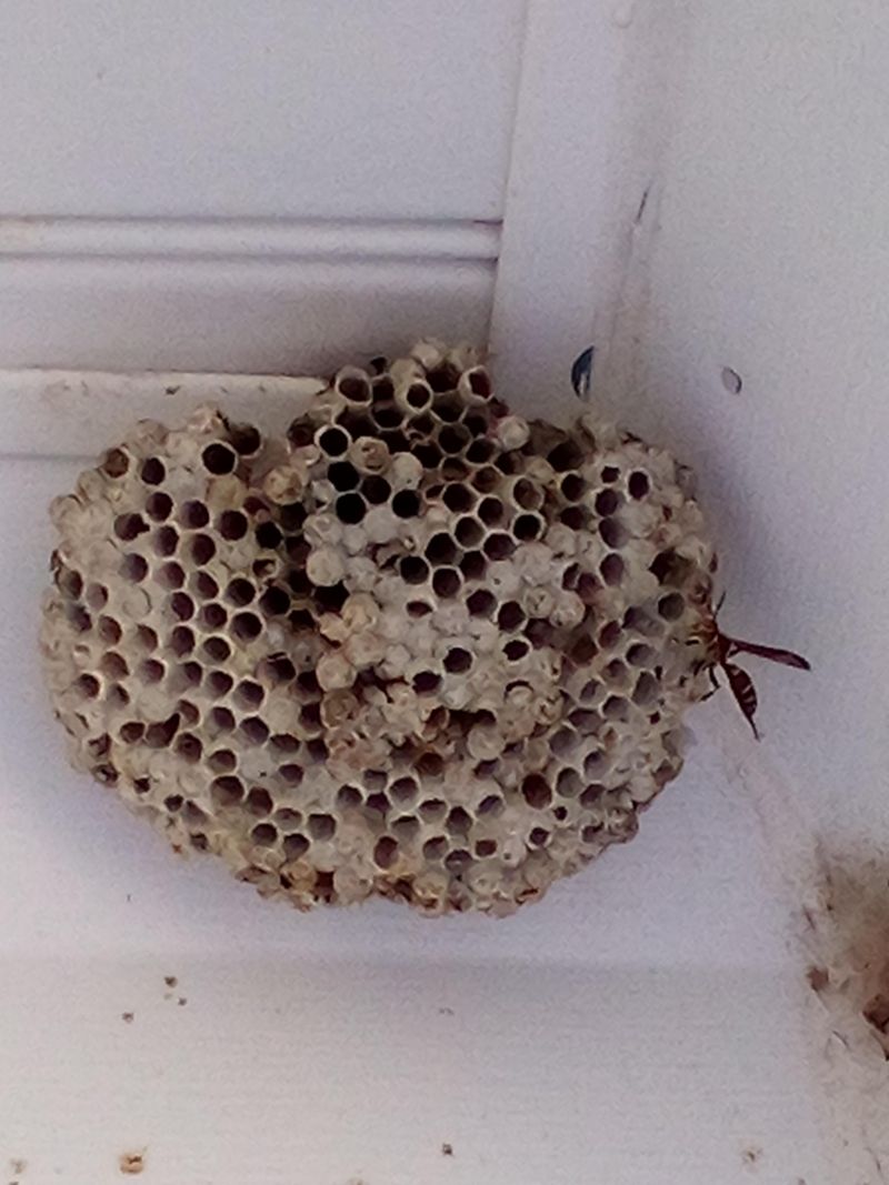 Repeated Summer Activity Can Mean A Nest Is Active Repeated Summer Activity Can Mean A Nest Is Active
