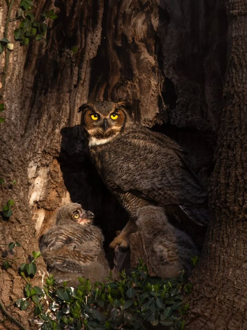 Repeated Visits Can Point To A Nesting Area Repeated Visits Can Point To A Nesting Area