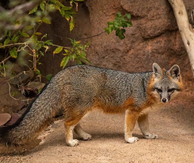 Repeated Visits May Signal Nearby Shelter